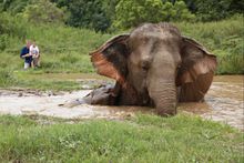 Walking With Giants at Anantara Golden Triangle 