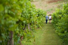 Visit the Lerida Estate Cellar Door during Fireside Festival.