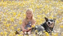 Wildflowers at Coalseam Conservation Park