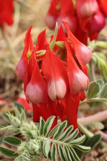 White Centred Sturt Desert Pea - Cape Range National Park