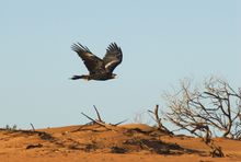 Wedge Tail Eagle