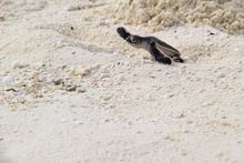 Green Sea Turtles at Velassaru, Maldives