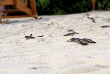 Green Sea Turtles at Velassaru, Maldives