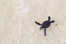 Green Sea Turtles at Velassaru, Maldives