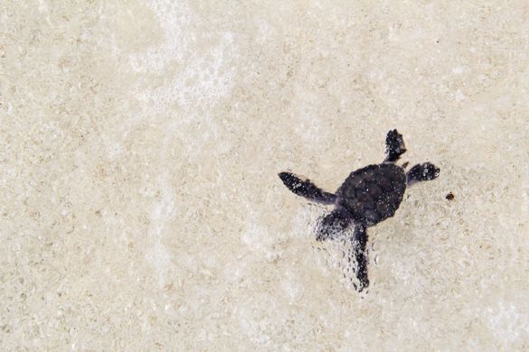Green Sea Turtles at Velassaru, Maldives