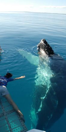 Immersive experience with whales - image kindly provided by Blue Dolphin Marine Tours