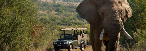 Bakubung Safari Drive