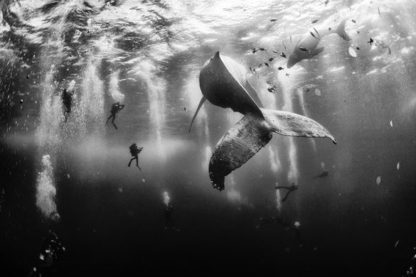 Diving with a humpback whale and her new born calf while they cruise around Roca Partida Island, in Revillagigedo, Mexico. This 