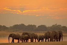 Elephants