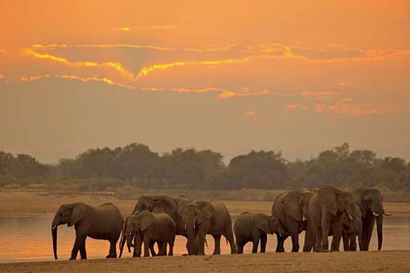 Elephants