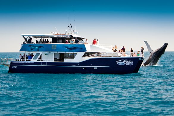 Tasman Venture, Hervey Bay whale watch operator