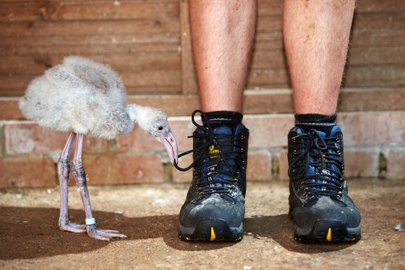 Pulling Dad's shoelaces at Birdland Park & Gardens