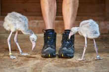 Double trouble Caribbean Flamingo Chicks at Birdland, Cotswolds