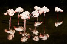 Flamboyance of Flamingos at Birdland Park & Gardens