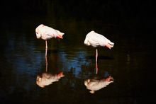 Adult Flamingos at Birdland, Cotswolds