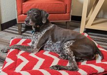 Outward Hound mascot, Liberty, on our signature pet beds.