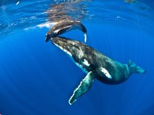 Whale & Calf