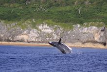 whale watching