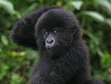 Volcanoes Safaris 