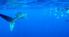 Ocean Eco Adventures - Exmouth