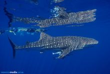 Migration Media - Coral Bay