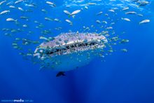 Migration Media - Coral Bay