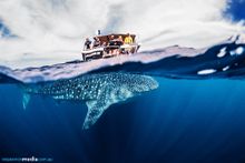 Migration Media - Coral Bay