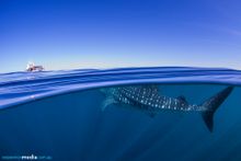 Migration Media - Coral Bay