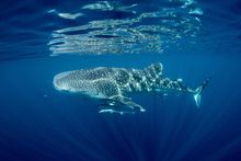 Ningaloo Blue - Exmouth