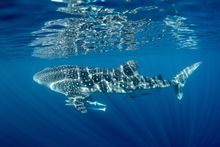 Ningaloo Blue - Exmouth