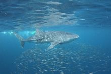 Ningaloo Blue - Exmouth