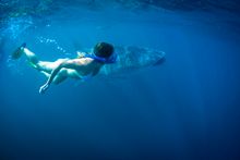 Swimming with Whalesharks - Exmouth