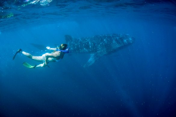 Swimming with Whalesharks - Exmouth