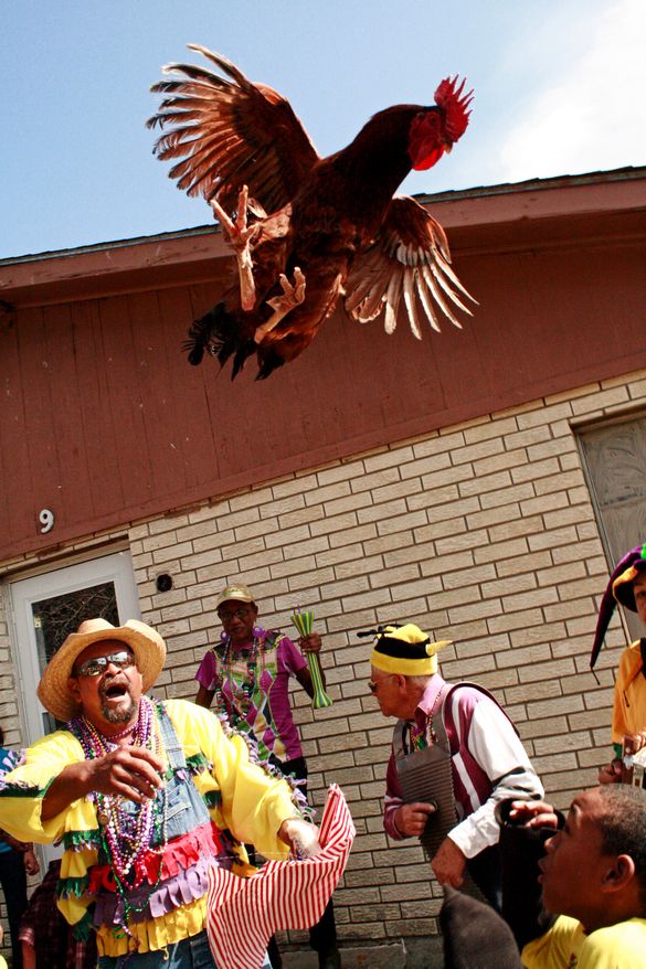 Iowa Chicken Run