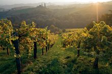 Vineyard in Kitzeck - Southern Styria
