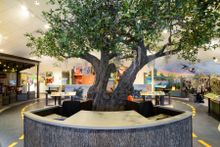 A great Oak Chenier is the centerpoint of Creole Nature Trail Adventure Point