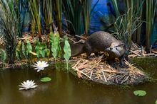 A nutria in the marsh at Adventure Point