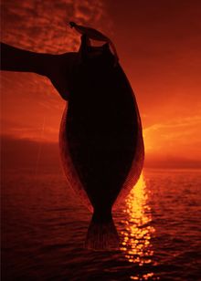 Flounder in the sunset