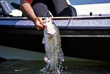 Bass Fishing in Arkansas