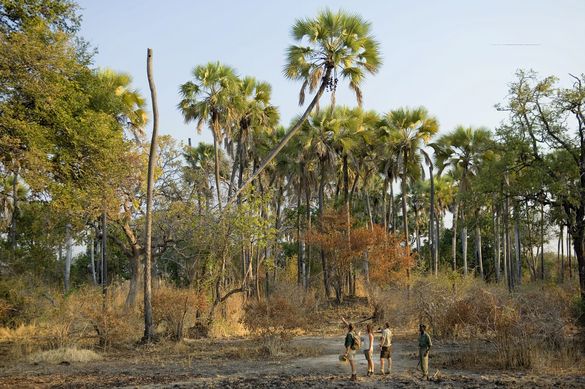 Walking safari in Zambia