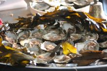 Falmouth Oysters 