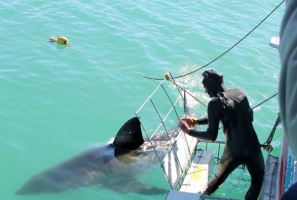 Thrilling Adventure in Southern Africa