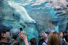 Journey to Churchill - Assiniboine Park Zoo