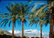 Palm Springs