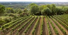Le Saint-James Vineyard