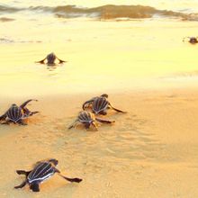 Turtle Hatchlings Being Released