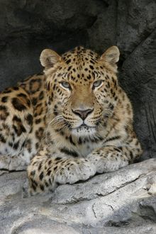 Amur Leopard at the Central Florida Zoo