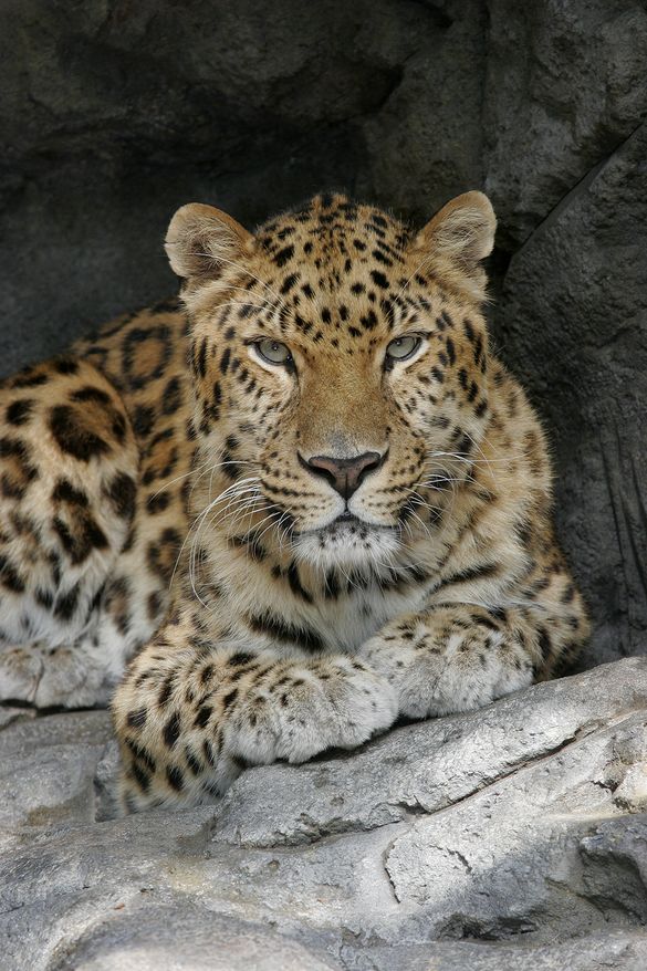 Amur Leopard at the Central Florida Zoo