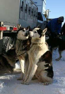 Fairbanks is dog mushing