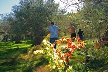 Olive harvest